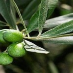 olive agricoltura