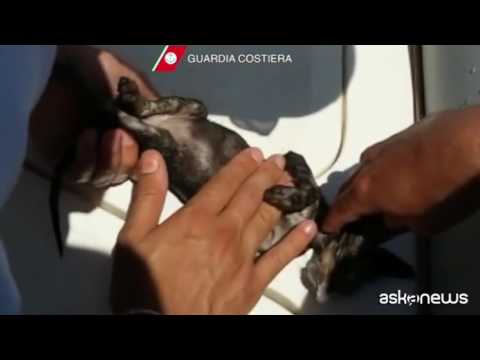 Charlie, il gattino caduto in mare salvato e rianimato a Marsala