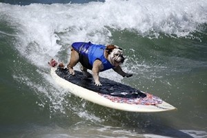 surf-dog-contest-00