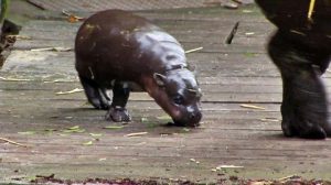 Il bagno del piccolo ippopotamo pigmeo nello zoo in Australia