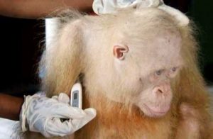 Una Ong in Borneo salva un raro esemplare di orangotango albino