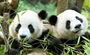 panda Wu Wen e Xing Ya