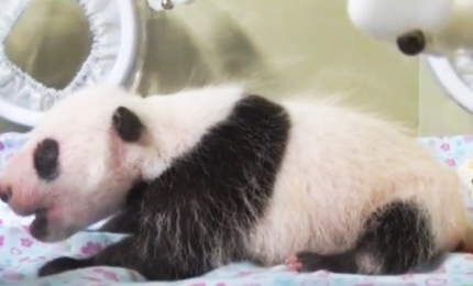 Baby panda sta bene, sopravvissuta a primo mese. Ma ancora è in incubatrice