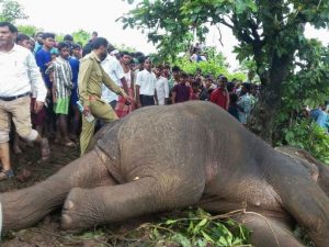 Abbattuto elefante in India, ha ucciso 15 persone. Le autorità incaricano uno dei “migliori cacciatori”