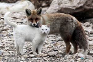 unlikely-friendship-cat-and-fox-001-586x435