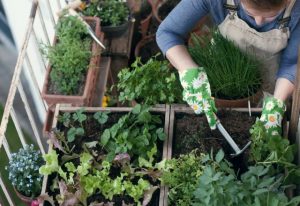 come-coltivare-orto-in-casa-sul-balcone-3