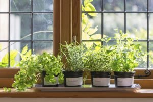 piante-aromatiche-coltivare-casa-vaso-balcone-3