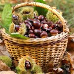 Chestnut harvest in wicker basket