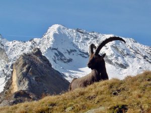 Capra_ibex_gran_paradiso