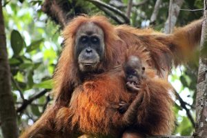 Indonesia Orangutans New Species