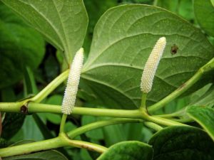 Kava-plant