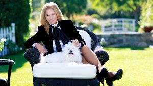 Barbra-Streisand-Dog-Clone