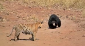 Mamma orso contro tigre