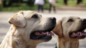 A Milano Mobility Dog Park, spazio Amazon per i cani al parco