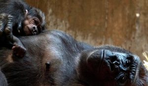 gorillas_calaya_and_moke_dsc01824-760x428