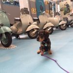 museo-dogfriendly-piaggio-cuba