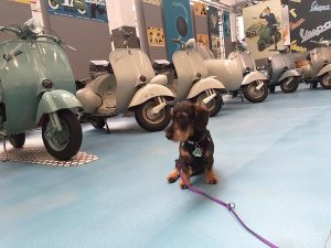 museo-dogfriendly-piaggio-cuba