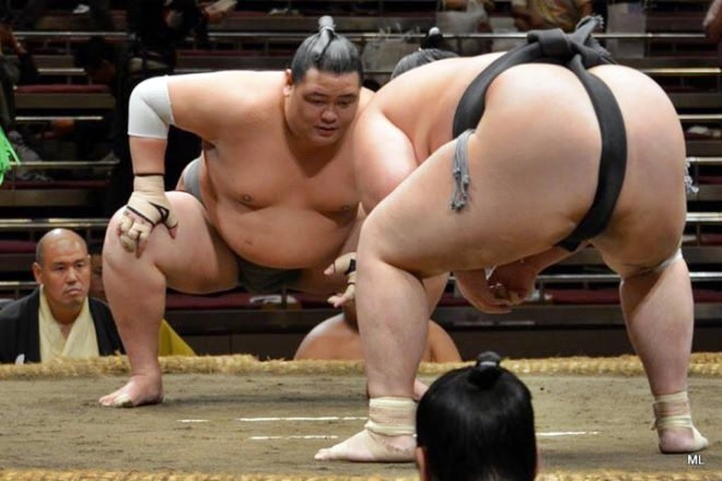 sumo