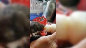 Un cucciolo di faina mangia voracemente con il biberon