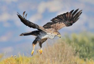 Aquila-di-Bonelli