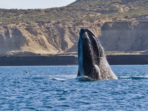 Balena-Franca-Austral-Eubalaena-