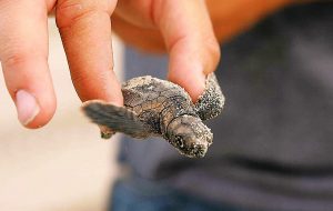 Primo-Nido-di-Tartaruga-Caretta-Caretta-