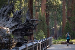 Usa, le fiamme minacciano il parco nazionale di Yosemite