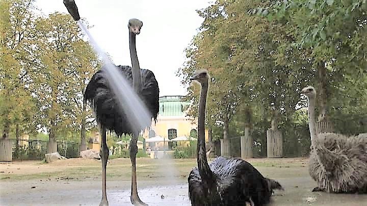 Caldo record, allo zoo di Vienna si corre ai ripari