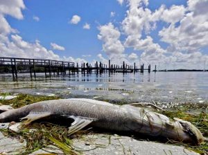 Marea rossa di alghe tossiche fa strage di pesci in Florida