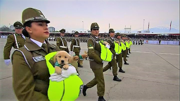 In Cile i cani poliziotto imparano il mestiere da cuccioli