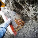 Nuove scoperte a Pompei: affresco di Leda e il cigno