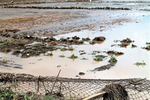 agricolturacampagne-devastate