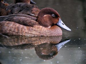 La moretta del Madagascar, nome scientifico Aythya Innotata