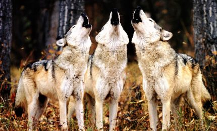 Le immagini "rubate" dei lupi ibridi nel Parco del Gran Sasso