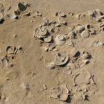 piano arcaico con deposizione rituale di vasellame durante lo scavo-Fondo Iozzino. Parco Archeologico di Pompei1