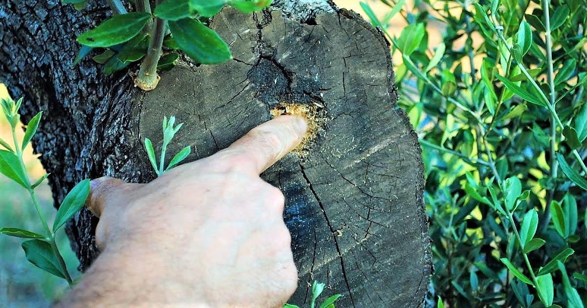 Xylella colpisce Toscana ma ceppo diverso da Puglia