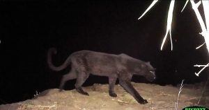 Kenya, ripreso per la prima volta un leopardo nero