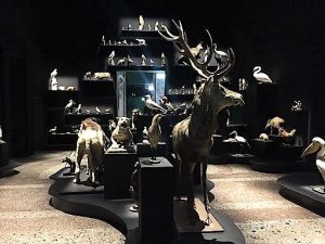 Cultura/L'imprevedibile stupore della Natura a Palazzo Reale a Milano