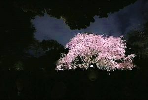 In Giappone lo spettacolo della fioritura dei ciliegi di notte