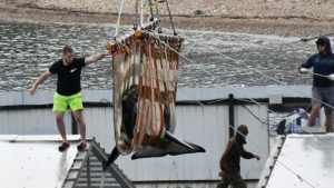 orche e beluga liberate dal carcere delle balene