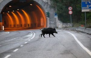 cinghialeinautostrada