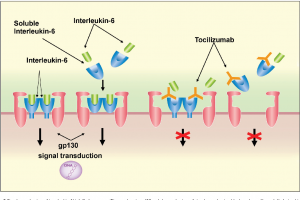 tocilizumab-coronavirus