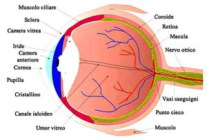 occhio-anatomia-fisiologia