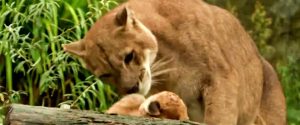 Ecco Emy, la tenera baby puma nata allo Zoo di Parigi