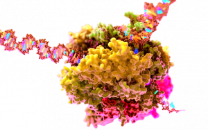 RNA-Polymerase-removebg-preview