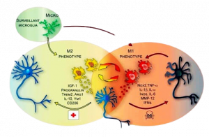 schematizzazione-del-ruolo-della-microglia-nella-neuro-degenerazione-removebg-preview