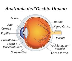 distrofia-maculare-anatomia-occhio-orig