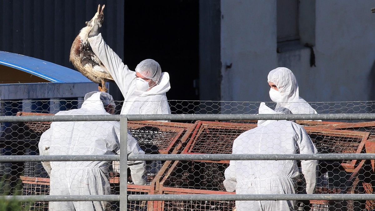 Aviaria, no focolai in allevamenti ma allerta alta