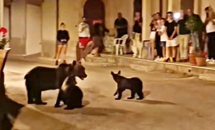 L'orsa Amarena passeggiava tranquilla con i cuccioli fra la gente