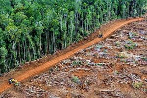 Deforestazione-Amazzonia-1